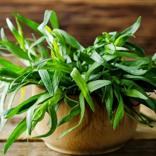 Semi di dragoncello, per giardino di aromatiche da giardino roccioso resistenti resistenti esotiche semi per aiuole rialzate 400pcs