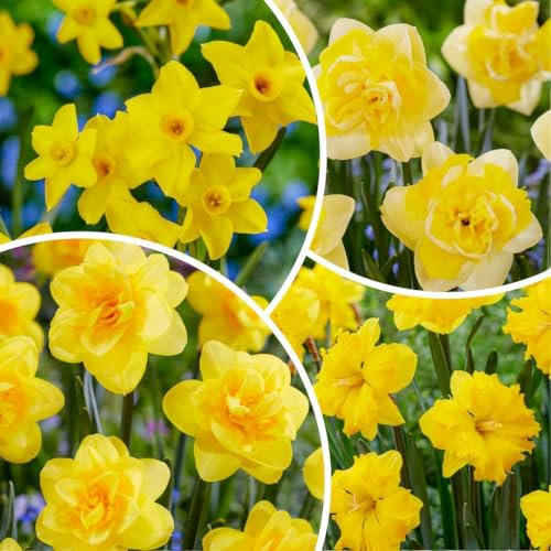 Narzisse Jaume Vorteilspack Collection (25 bulbes), vivaces et rustiques, mélange de bulbes de jonquilles parfumées de Hollande pour le jardin et le pot, (pas de graines, non artificielles)