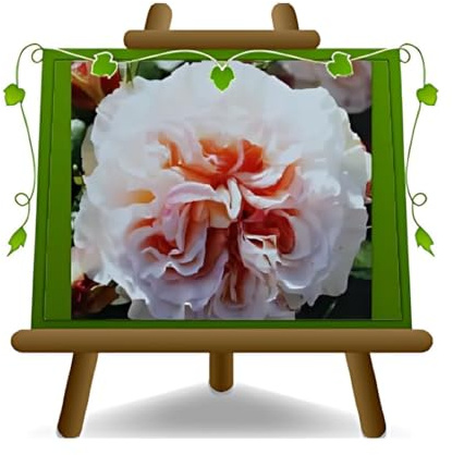 Rose Nobili Grandes Fleurs 10-12 cm - Hybride de Thea Comtessa - Vase 19x19 cm 6 litres - Age 3 ans