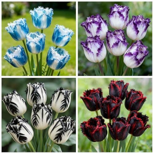Rizomi di tulipano, rizomi aromatici perenni, ideali per piantagioni da interno ed esterno, eccellenti per l'esposizione-i-4 tuberi