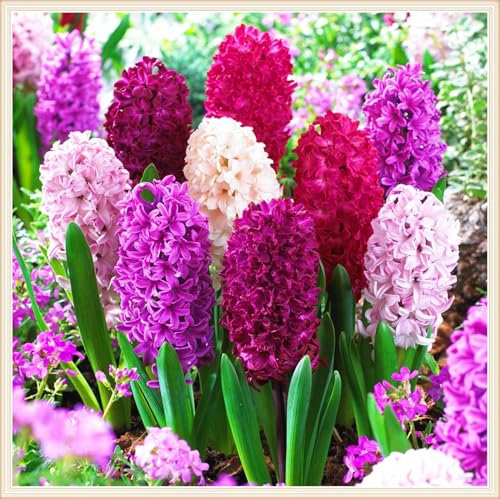 Hyazinthenzwiebel Winterhart MehrjäHrig-Hyazinthe Kaufen Hyazinthen Rhizome,Hyazinthen Pflanzen Winterhart,MehrjäHrige Knollenpflanze Im Topf Pflanzen-5zwiebeln-d