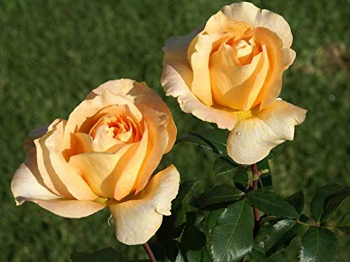 AMDGarden Rosa Brevettata Casanova Meilland Profumata Pianta in Vaso 19 cm Floribunda Rosa Salmone Albicocca