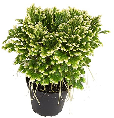 Rosa Jericó XL - Planta de la Suerte - Planta Inmortal - Se Seca y Vuelve a Crecer - Atrae Dinero