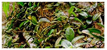 10 x Ficus punctata climbing fig, tree garden plants, seeds ID1337, seeds plants, shop, seed bench, Pullingen, patrik Ipsa
