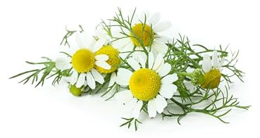 Sachet de graines de Camomille romaine (vivace) - Sachet de 0,6 gramme - Graines de style