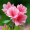Haloppe 50 piezas de flores de rododendro rosa semillas de plantas para la plantación de jardín en casa, semillas de rododendro plantación de arbustos de flores rosas semillas de bonsái para Part