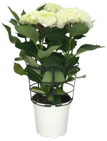 Hortensia - Hydrangea Blanca en Maceta Arbusto Natural Frondoso con Floración Espectacular