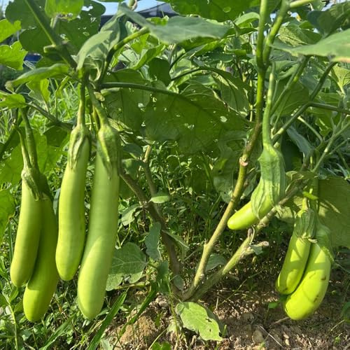 semillas de berenjena orgánicas camas elevadas para jardín berenjena, raras trepadoras resistentes 125pcs