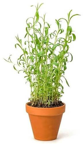 70 semi freschi di dragoncello verde