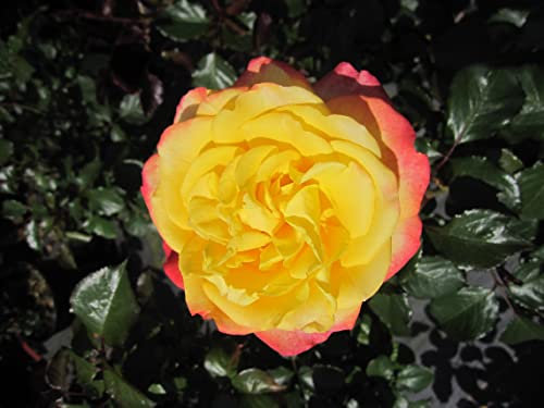 Rosa Flaming Star ® - Edelrose Flaming Star ® - Kordes Rose