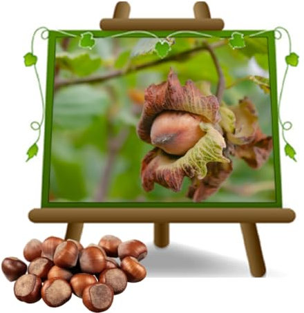 EURO PLANTS VIVAI Nocciolo Gentile delle Langhe - Pianta su Vaso da 20 cm - Altezza 150-170 cm - Età 2 Anni