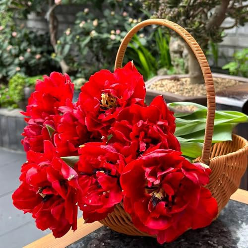 tulpenzwiebeln winterhart mehrjährig, wildtulpen zwiebeln, blumen geschenk, blumenstrauß blumenzwiebeln tulpen - bulbs - tulpenzwiebel, balkonpflanzen, gartendeko für draußen 2pcs