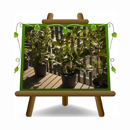Planta de Laurel Cerezo Cerasus - Planta de seto en maceta 22 cm - Altura 170 cm.