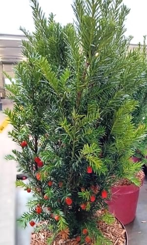 Heckeneibe Eibe Taxus baccata Westerstede 50-60 cm immergrün