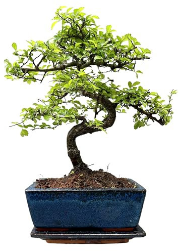 Bonsai Tree with Pot – House and Desktop Plant, Real Live Indoor Bonsai, Very Easy to Care for. - 25cm to 35cm High