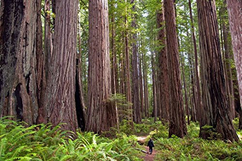 5 Semi di Sequoia sempervirens Sequoia rossa:Seeds