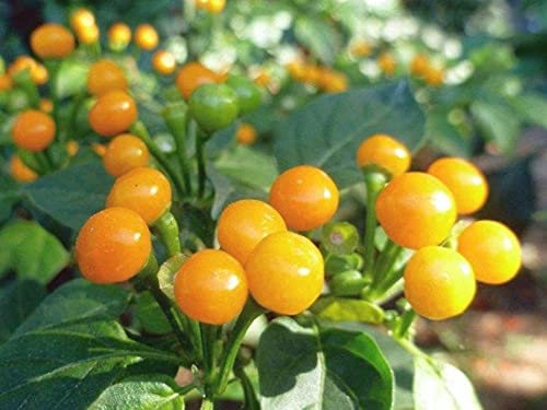 25 Graines de Piment Aji Charapita - Piment le plus cher du monde - semences paysannes reproductibles - SemiSauvage
