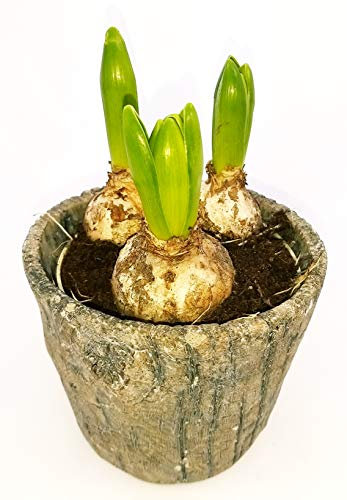 POWERS TO FLOWERS - GIACINTO A 3 BULBI BIANCO IN VASO CERAMICA PIETRA, pianta vera