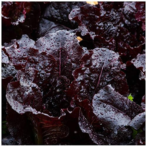 PREMIER SEEDS DIRECT - Lettuce Seeds - Dark Roden - 1 GRAM ~ Approx 1095 Seeds
