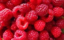 Framboise (100 graines) frais de récolte {sain et délicieux} cette saison