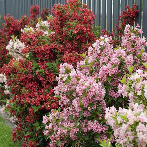 Kollektion av Weigelia Buskar - 5 Växter - Blandning av 5 Sorter - Vinterhärdiga och Fleråriga - Weigela Perenner från Holland - Vitt-rött-rosa-lila Färger - Inga Frön, Lökar och Inte Konstgjorda