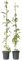 Plant in a Box - Campsis Radicans XL - 2er-Set - Gartenpflanze - Kletterpflanze - Orange - ⌀17 cm - Höhe 110-120 cm