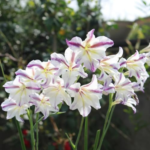 bulbi di gladiola resistente - decorazione balcone giardino 4pcs