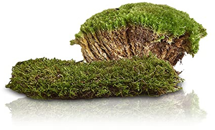 Swell Reptiles Carpet Live Natural Moss Single Pack. For Terrariums And Vivariums