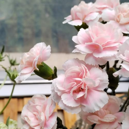 semillas de clavel perenne, clavel dulce para lugares soleados de clavel macizo con orgánicas jardín de rocas resistentes 50pcs