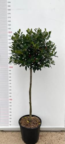 PIANTA DI AGRIFOGLIO MUTCHAGARA NELLY Compatible with STEVENS 1/2 FUSTO VASO CLT 18 (foto reali)