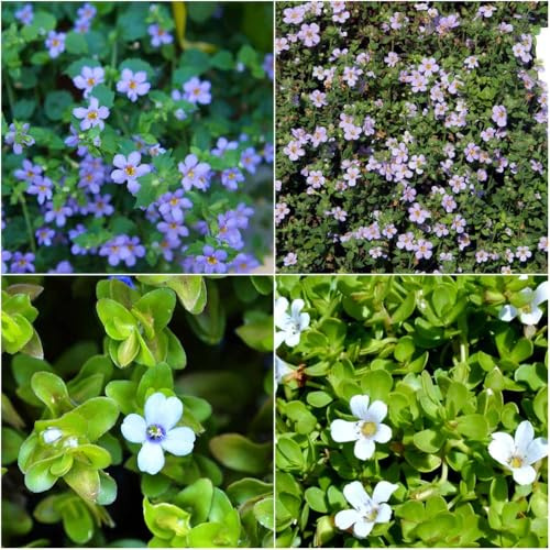 Semi di bacopa resistenti per interni primavera balcone con letti alti semi prato giardino 25pcs