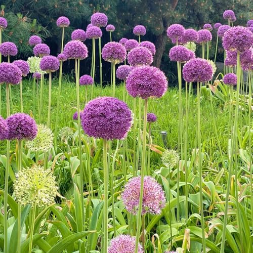 Semi di Allium giganteum, Semi di porro gigante, per luoghi soleggiati decorazione da giardino per esterni semi di copertura del terreno resistenti 300pcs