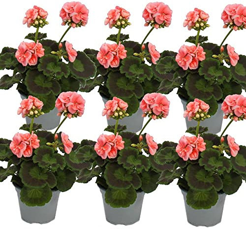 Geranio Color Rosa Claro - Pack 6 Plantas - Flores Naturales para Terraza y Jardín