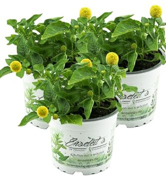 3er Set Parakresse Pflanze, Prickelknöpfe, Kräuter Pflanze, SPILANTHES OLERACES