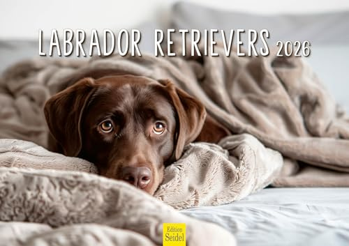 Edition Seidel Calendario premium Labrador 2026, formato DIN A3, calendario de pared, calendario para perros, cachorros, animales, niños, raza de perro, mascota, lindo