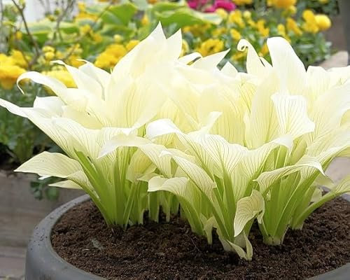 Graines de plantes Hosta 80 pièces crème