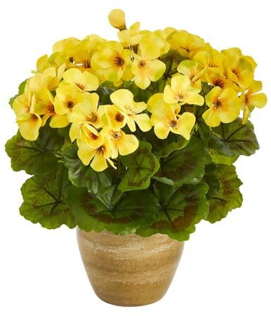 100 semi di geranio giallo