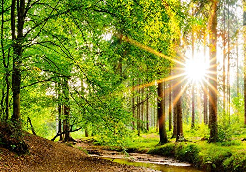 wandmotiv24 Fototapete Bach im Wald, XXL 400 x 280 cm - 8 Teile, Wanddeko, Wandbild, Wandtapete, Fluss, Sonne, Baum M5762