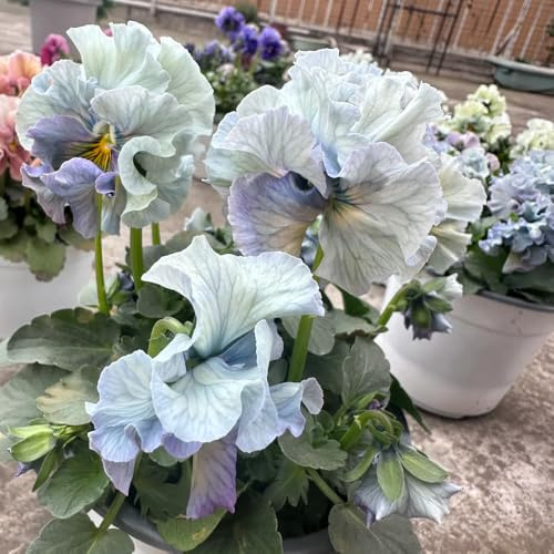 stiefmütterchen seltene, wohnzimmer deko stiefmütterchensamen bodendecker winterhart mehrjährig topfpflanzen 300pcs