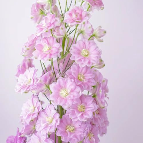 semi di delphinium - delphinium arredamento per soggiorno con letto rialzato delfinio da giardino da recisi primaverili, in vaso 200semi