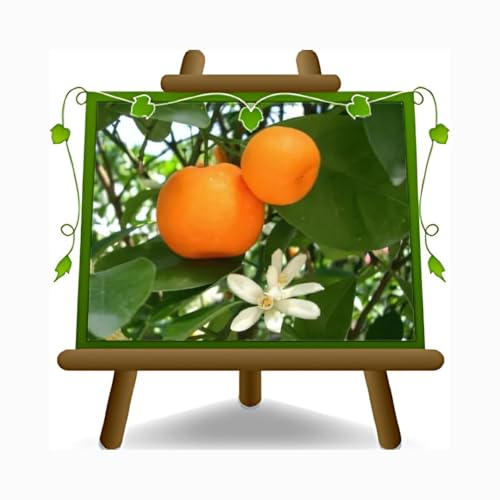 Agrumes Citrus Mandarin Citrus Reticulata Plante Fruitière pot 22 cm