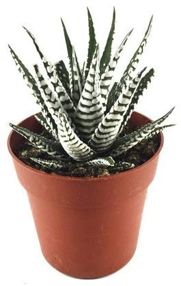 Haworthia Fasciata Alba Planta Natural en Maceta Pequeña Cactus Decorativo