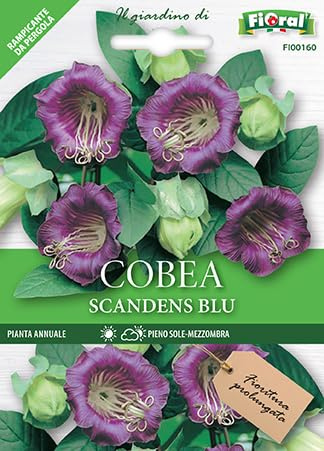 5 Semi di Cobea Scandens Blue, Pianta Rampicante, Fiori a Campana Blu, pianta rara
