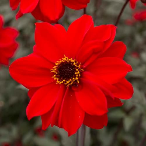 Dahlie Bishop of Llandaff | 1 Stück | Knolle | Rot | 100% Blütegarantie | QFB Gardening