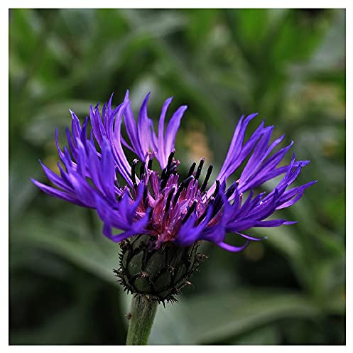 Perennial Cornflower/Centaurea Montana/Hardy Perennial/Seeds