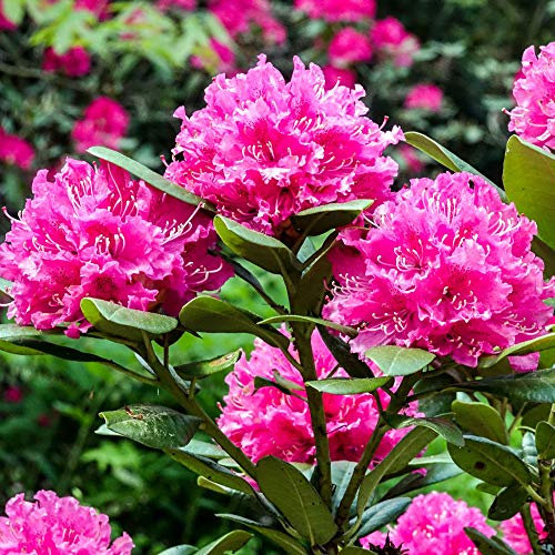 GardenersDream Rhododendron Rocket Plant - Outdoor Garden Ready Flowering Shrub - All Year Round Outdoor Plant - Evergreen Flowering Shrub for Garden (15-25 cm, incl. 9cm Pot)