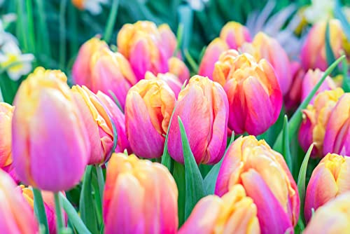 10 Pink Passion Tulip Bulbs | Pink Yellow Spring Flowers to Plant in Garden