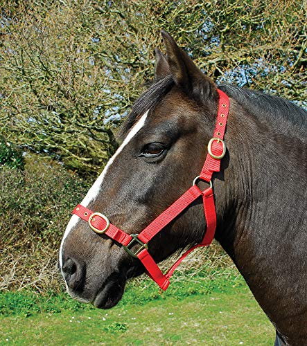 Rhinegold 0 Nylon Headcollar-Shetland-Red Halfter, rot