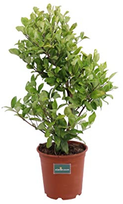 Pianta di Ligustro del Texas pianta di Ligustrum Texanum pianta da esterno pianta da siepe di Ligustro pianta da giardino pianta vera di Ligustro venduta da eGarden.store (Vaso 24 cm)