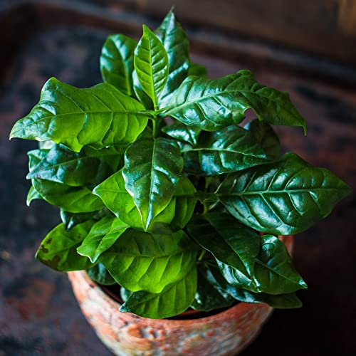 Arabian Coffee Plant House Plant Seeds Coffea Arabica Tender Shrub Easy to Grow Your Own Houseplants 1x Pack Seed (Approx. 30 Seeds) by Thompson and Morgan